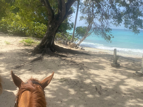 Sandy Turf Stables Barbados-Frere Pilgrim必去景点