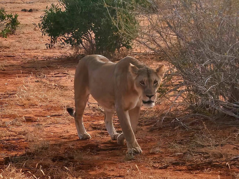 Discovery Kenya con Fragola-瓦塔木必去景点