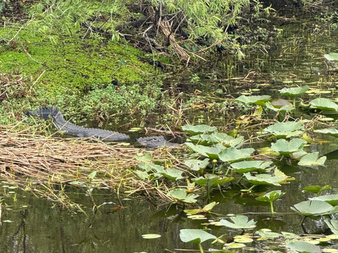 Grape Hammock Airboat & Alligator Tours-莱克威尔士必去景点