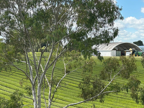 Zealong Tea Estate-汉密尔顿必去景点