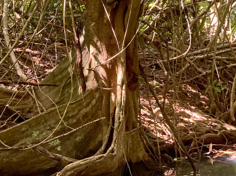 Indian River-多米尼克必去景点