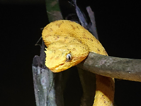 Tarantulas Way-卡维塔必去景点