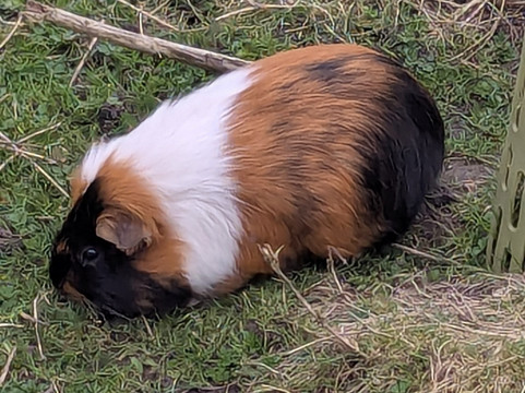 Holmes Chapel Zoo-Holmes Chapel必去景点