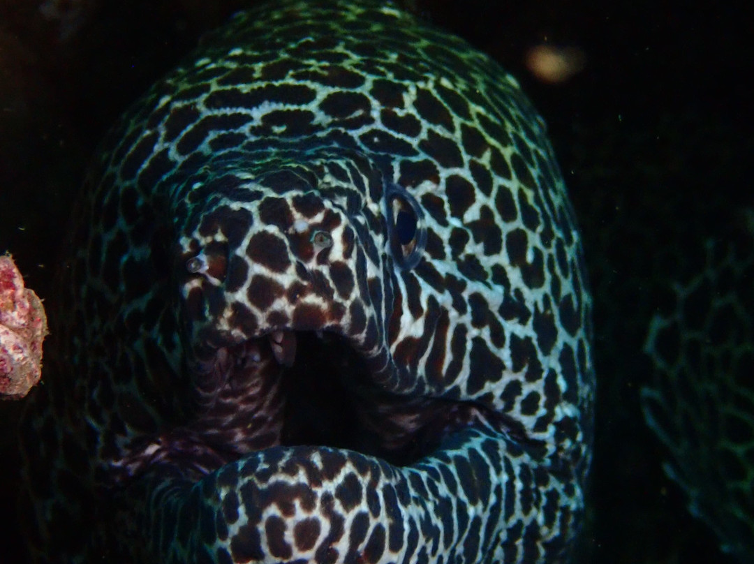 Kalpitiya Diving Center-卡尔皮蒂耶必去景点