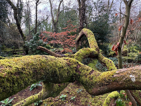 Greba Secret Gardens Greyabbey-Greyabbey必去景点