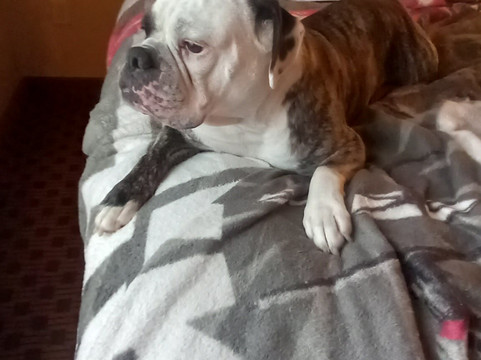 鹅卵石套房酒店 - 普拉斯基/绿湾主图