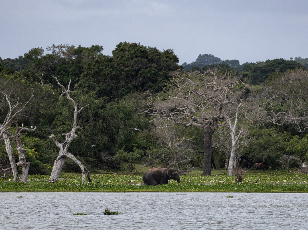 Ruwan Yala Jeep Safari-Debarawewa必去景点