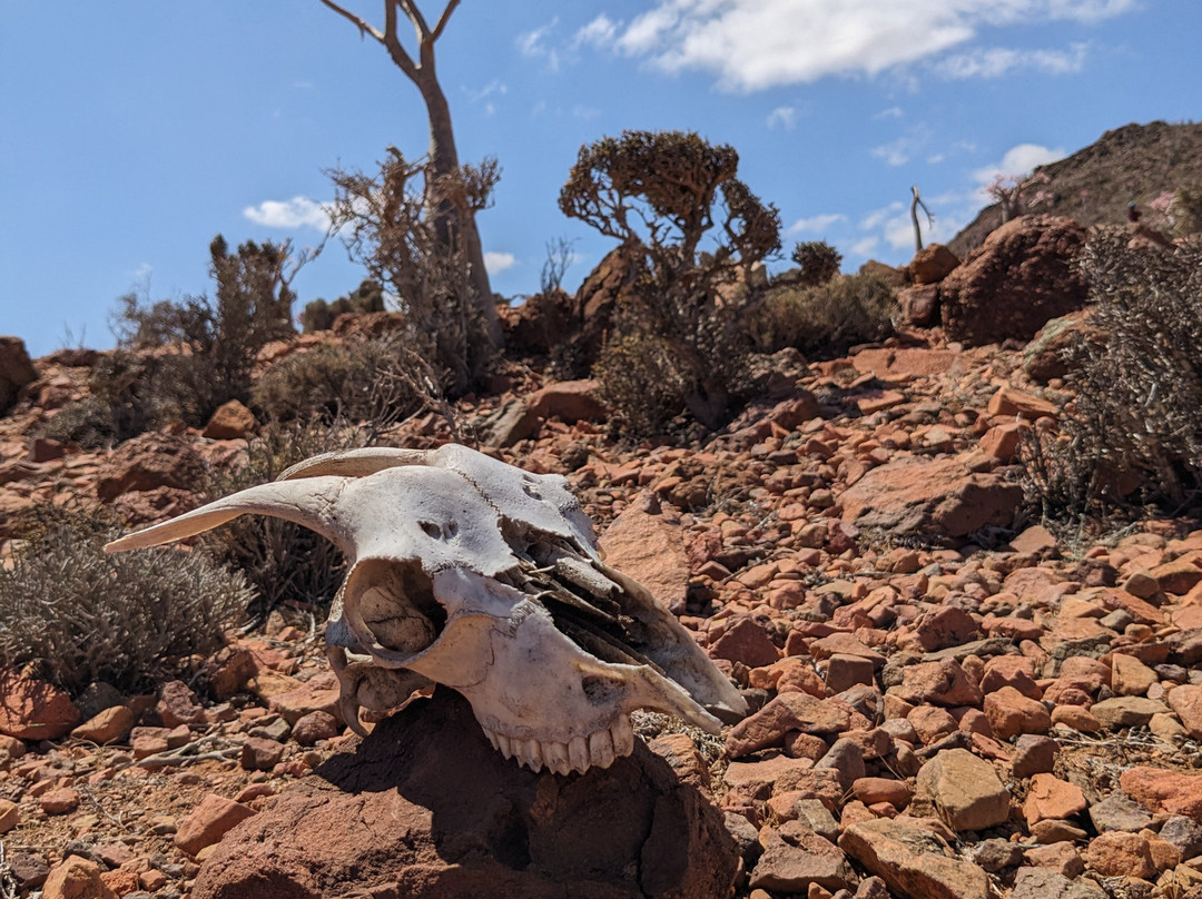 WelcomeToSocotra-索科特拉岛必去景点