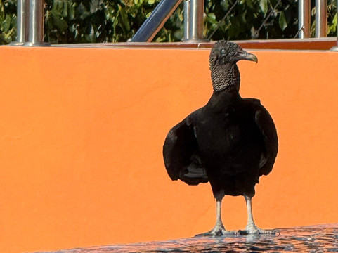 博卡奇卡湾生态小屋酒店主图