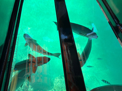 Lord Howe Environmental Tours-豪勋爵群岛必去景点