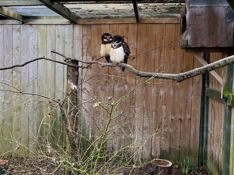 Scottish Owl Centre-Whitburn必去景点