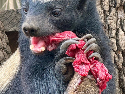 African Journey Safaris-霍德斯普鲁特必去景点