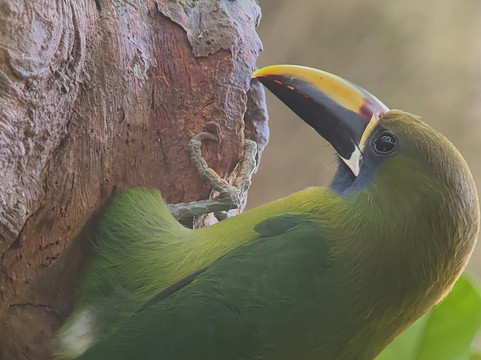 Monteverde Nature Tracks-蒙特沃德必去景点