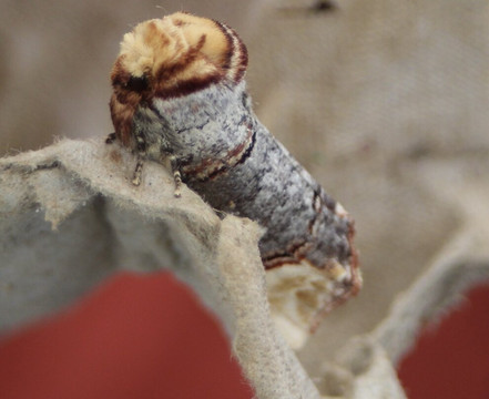 Westerlands-Graffham必去景点