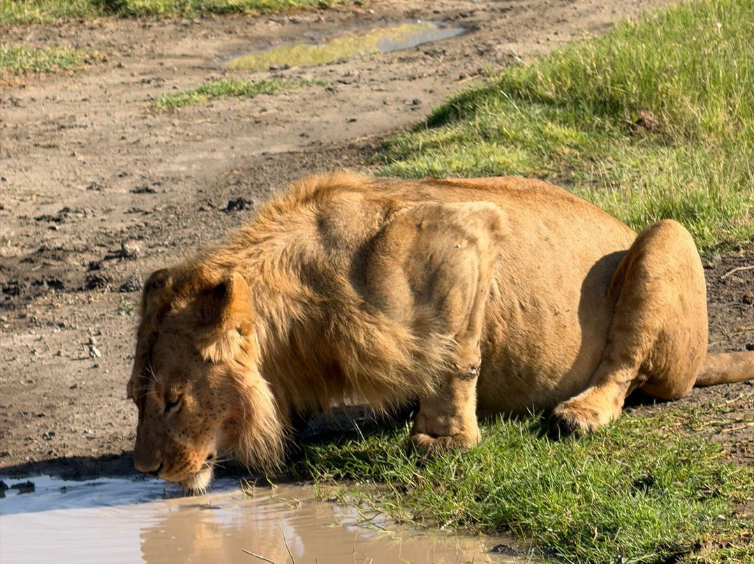East African Safari And Touring Company-阿鲁沙必去景点