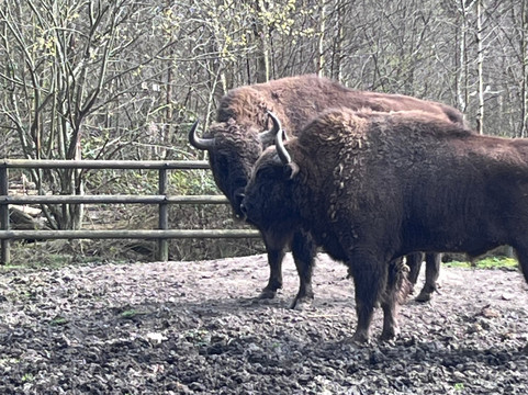 Wildwood Trust-Herne Bay必去景点