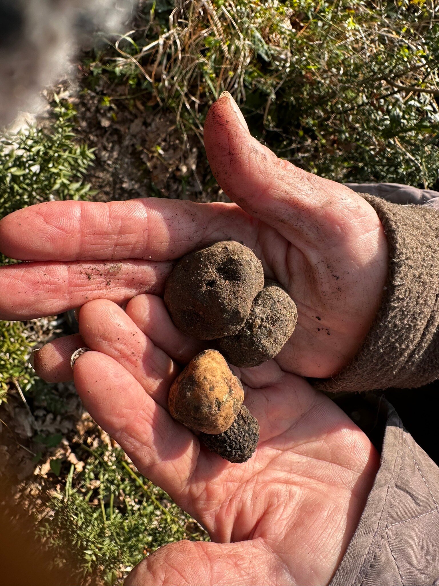 Fattoria le Pietre Vive di Montaperti-官方