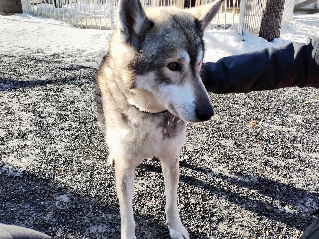 Arctic Circle Husky Park-罗瓦涅米必去景点