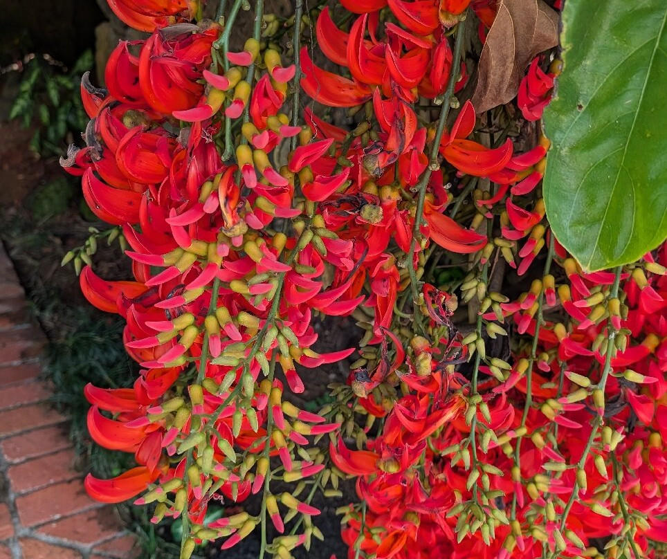 Na Aina Kai Botanical Gardens-基拉韦厄必去景点