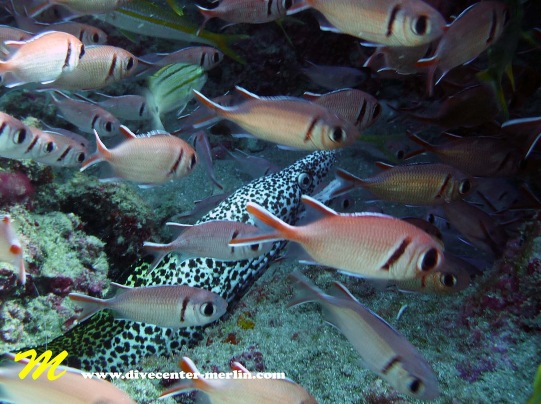 Divecenter Merlin-苏莎亚必去景点