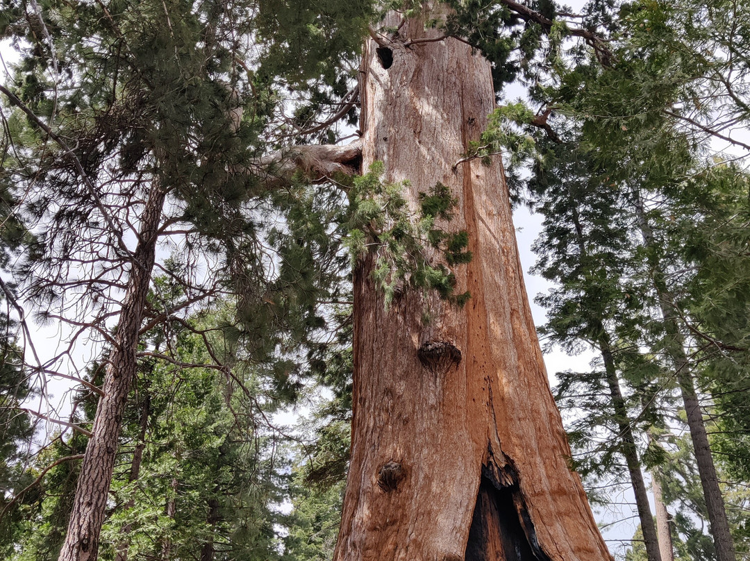 Big Stump Basin-红杉&国王峡谷国家公园必去景点