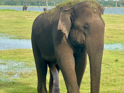 Udawalawe Safari Jeep With Guides-乌达瓦拉维国家公园必去景点