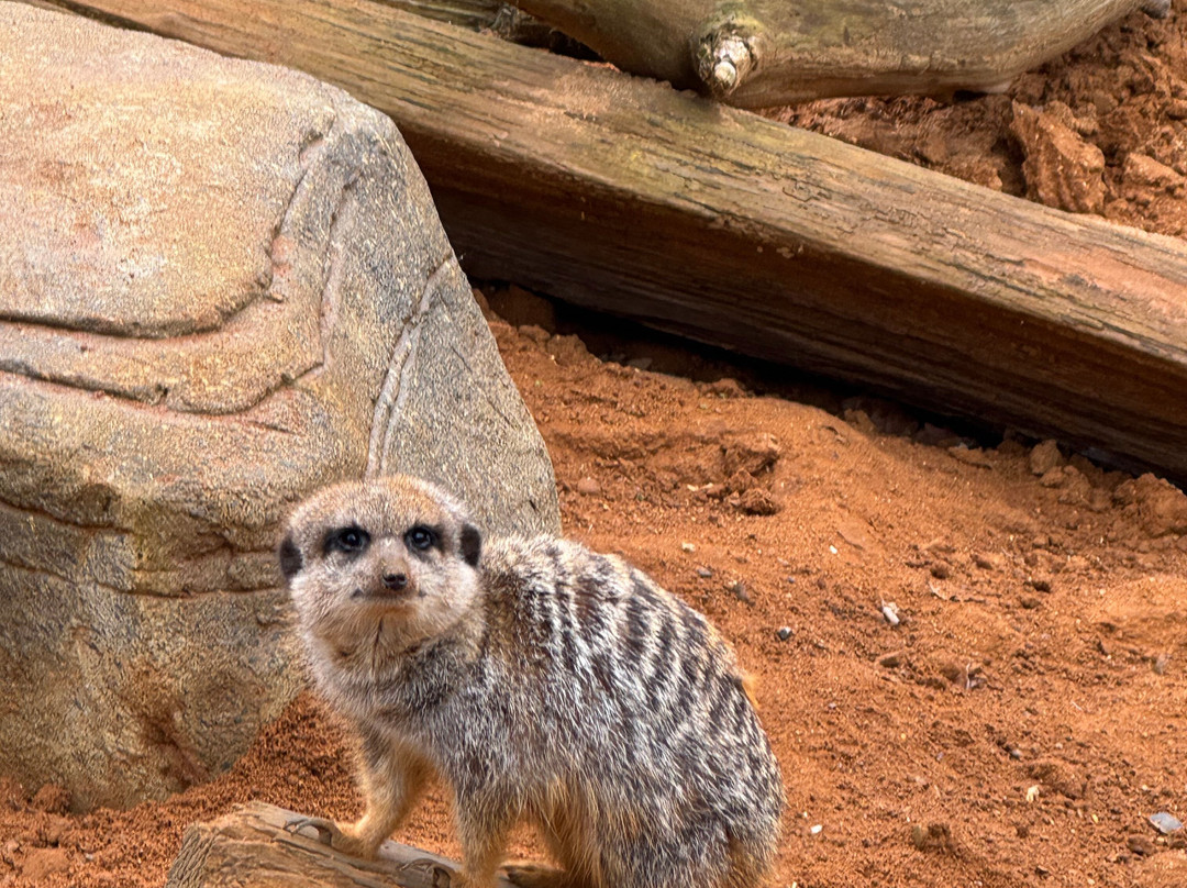 Jimmy's Farm & Wildlife Park-伊普斯威奇必去景点