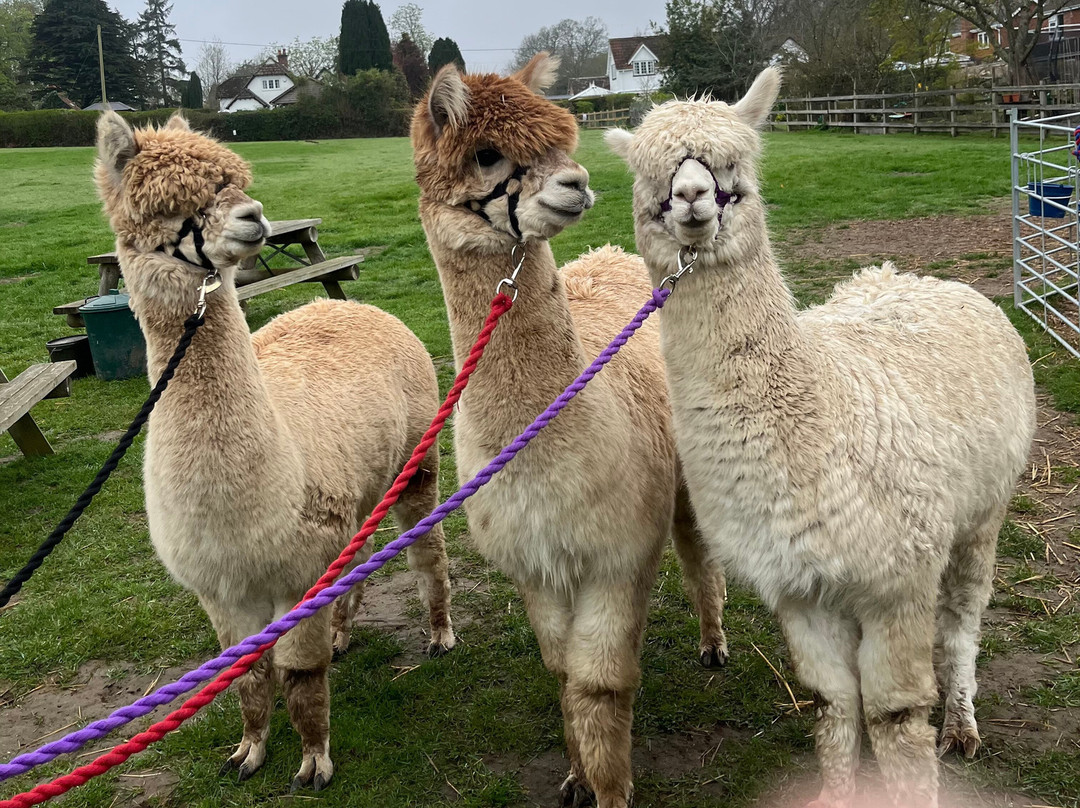 Me2you Burley Alpacas-Burley必去景点