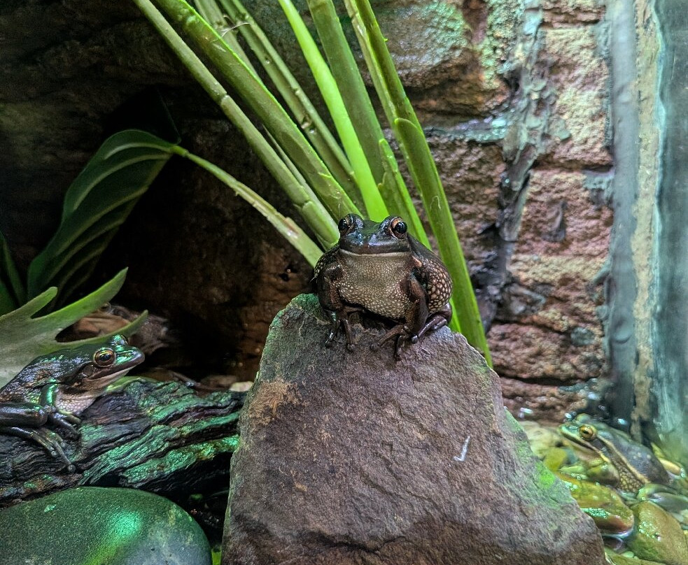 Canberra Reptile Zoo-尼克斯必去景点
