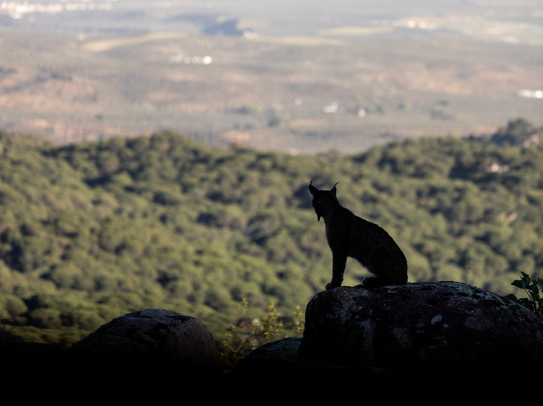 Iberian Lynx Land-Andujar必去景点