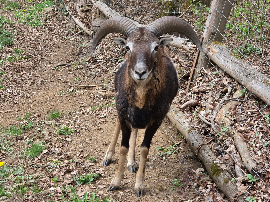 Wildgehege Herborn