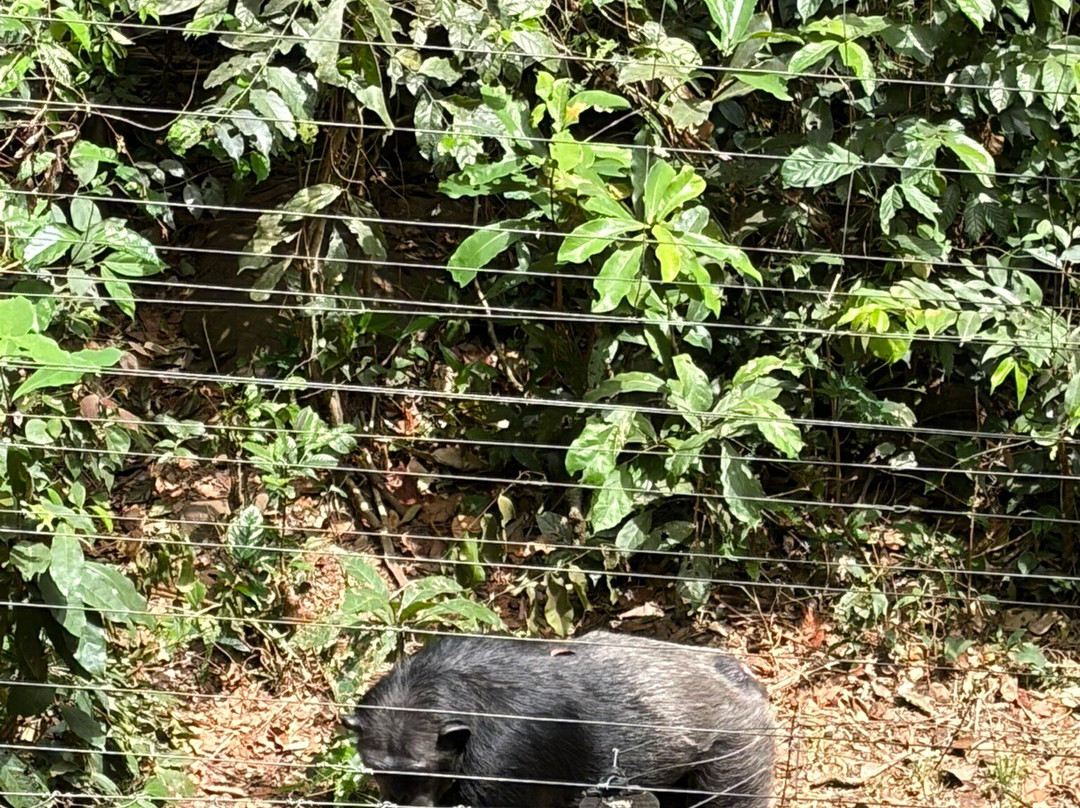 Tacugama Chimpanzee Sanctuary-弗里敦必去景点