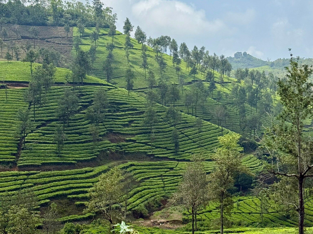 Bodhi Tree-柯钦必去景点
