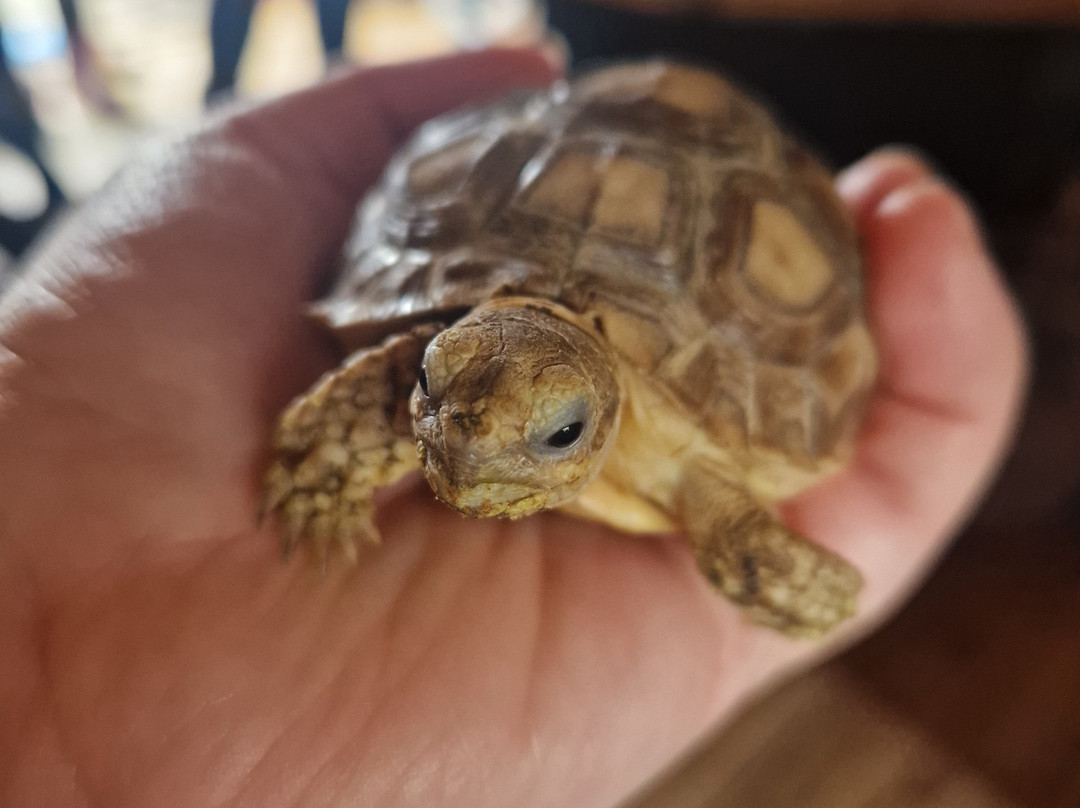 Nanny Sharon's Alpaca Farm C.I.C-Prenton必去景点