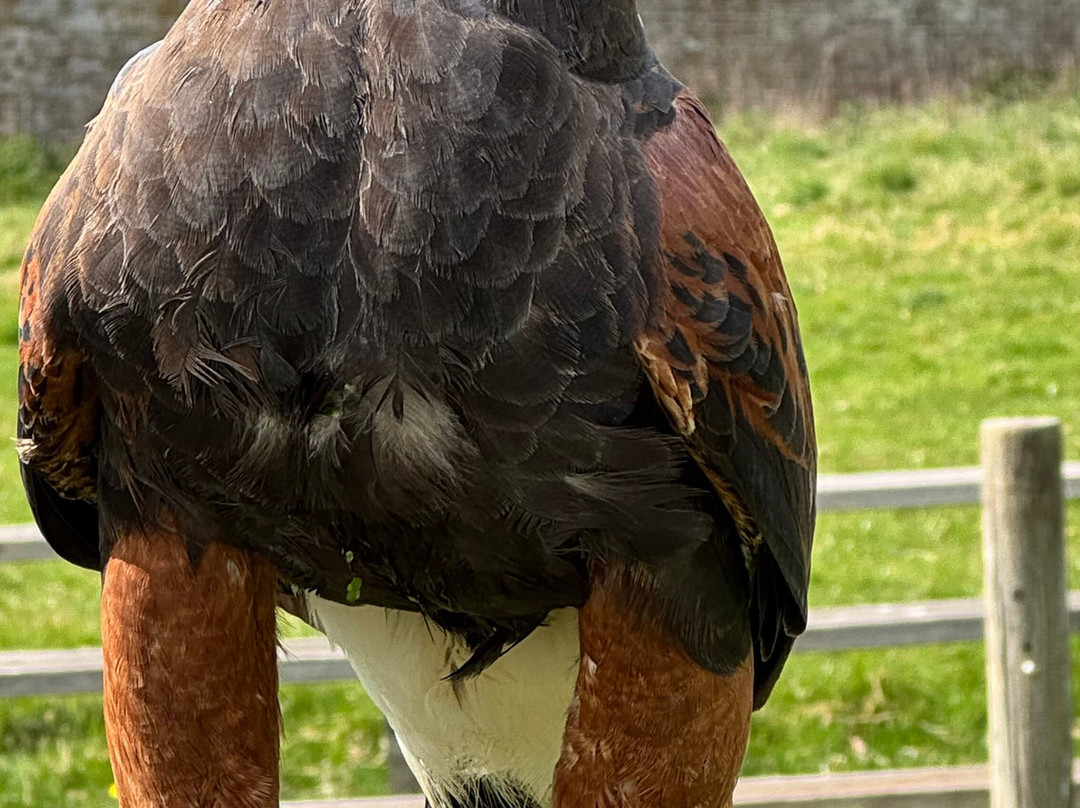 UK Owl And Raptor Centre-Groombridge必去景点