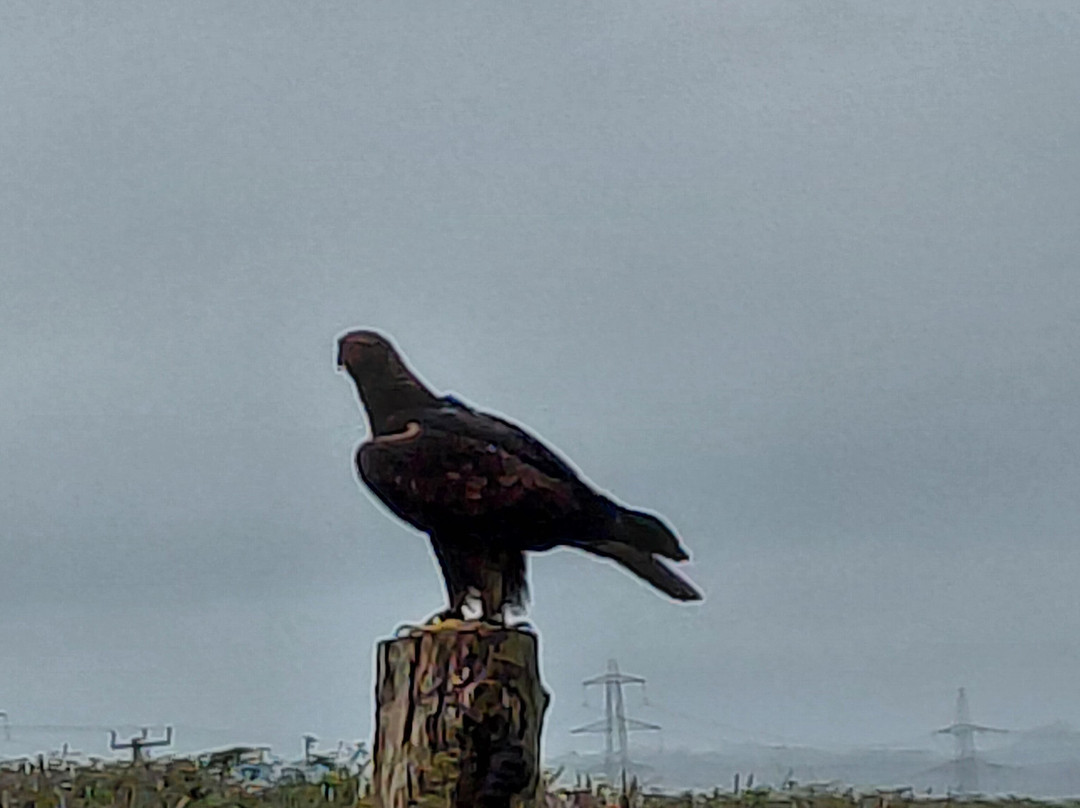 The British Bird of Prey Centre-喀麦登必去景点
