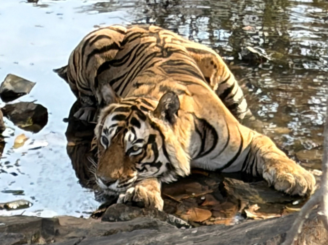 Juna Mahal丛林度假村Ranthambore主图