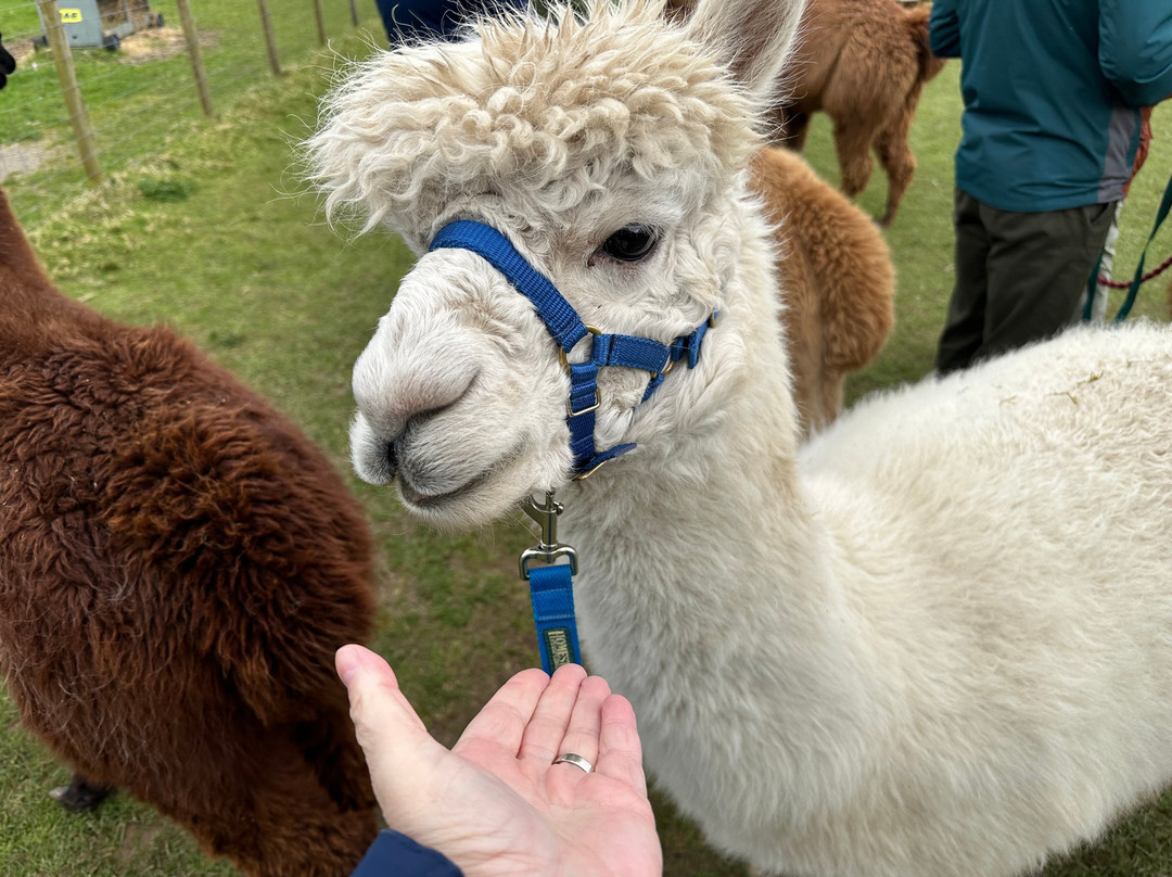 Bardsea Alpacas And Llamas-Bardsea必去景点