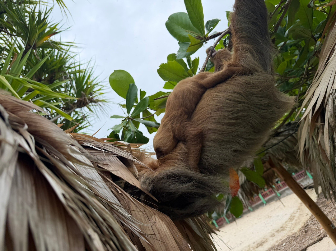 Caribbean Guide Puerto Viejo-旧港必去景点