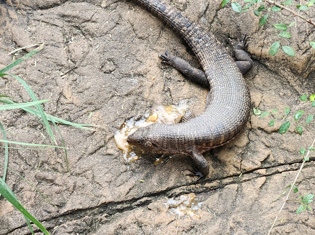 Hoedspruit Reptile Centre-霍德斯普鲁特必去景点