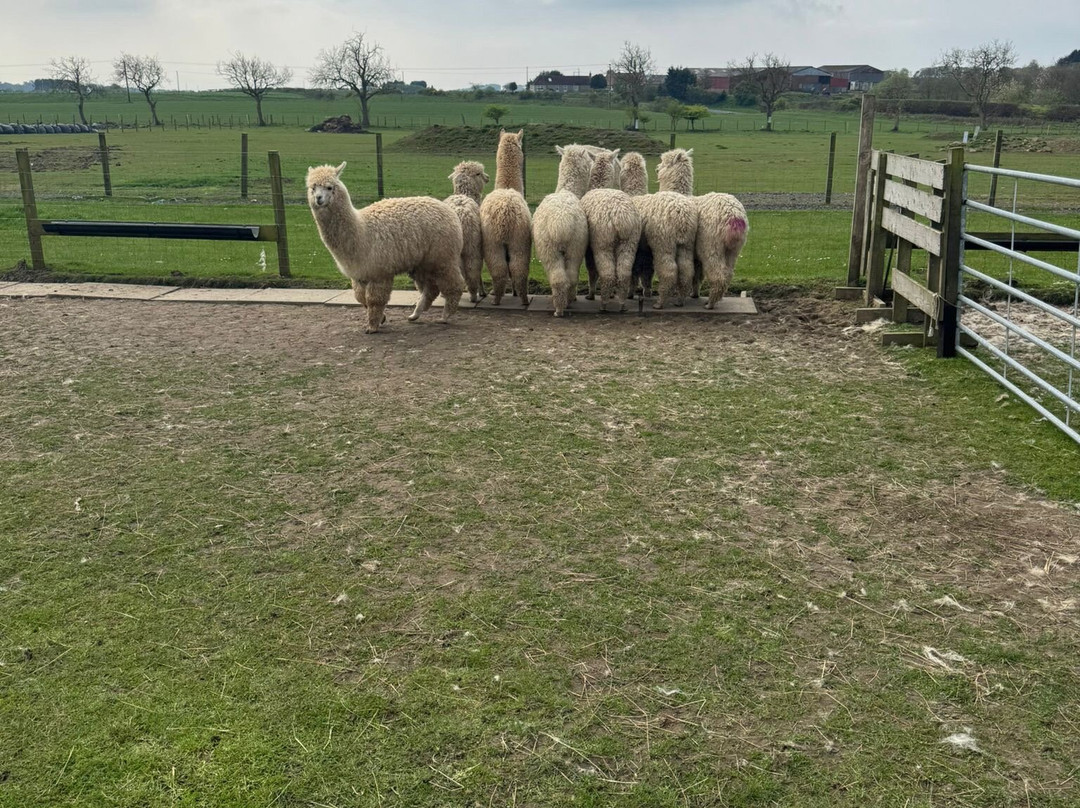 Bowbridge Alpacas Scotland-Peat Inn必去景点