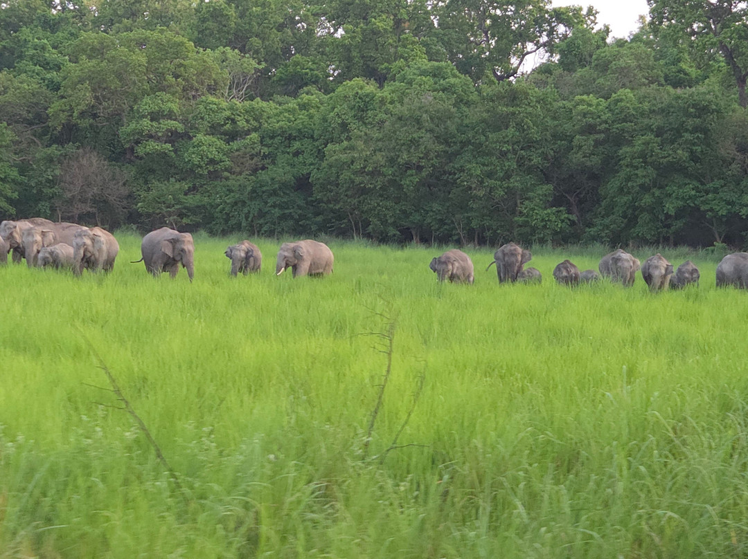 Dudhwa National Park-Dudhwa National Park必去景点