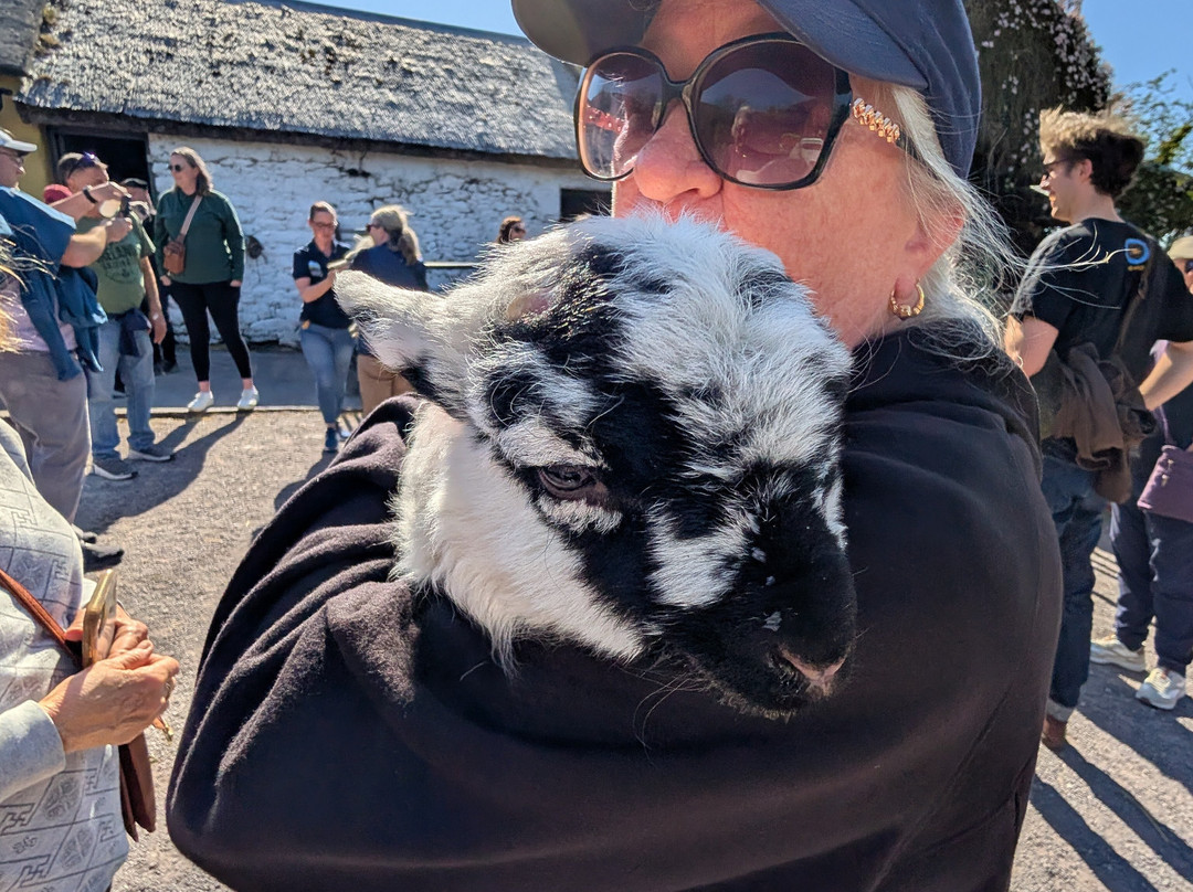 West Kerry Sheep Dog Demonstrations-凯里郡必去景点