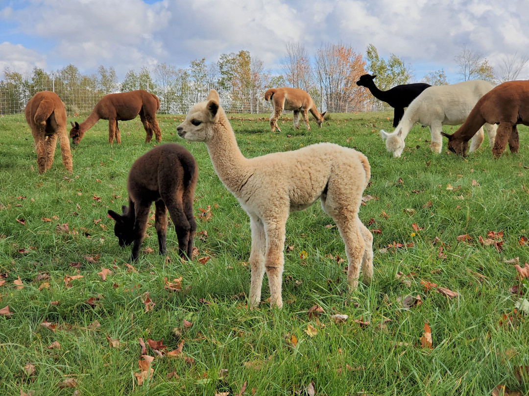 Northern Solstice Alpaca Farm-Unity必去景点