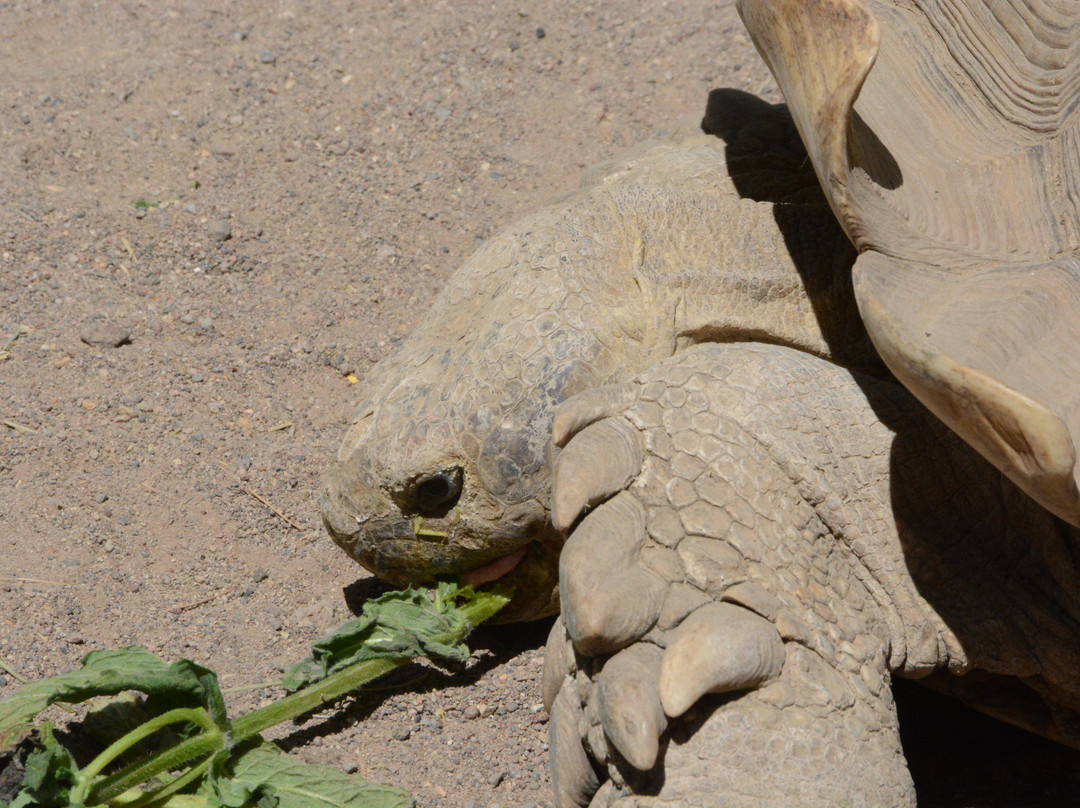 Colorado Gators Reptile Park-Mosca必去景点