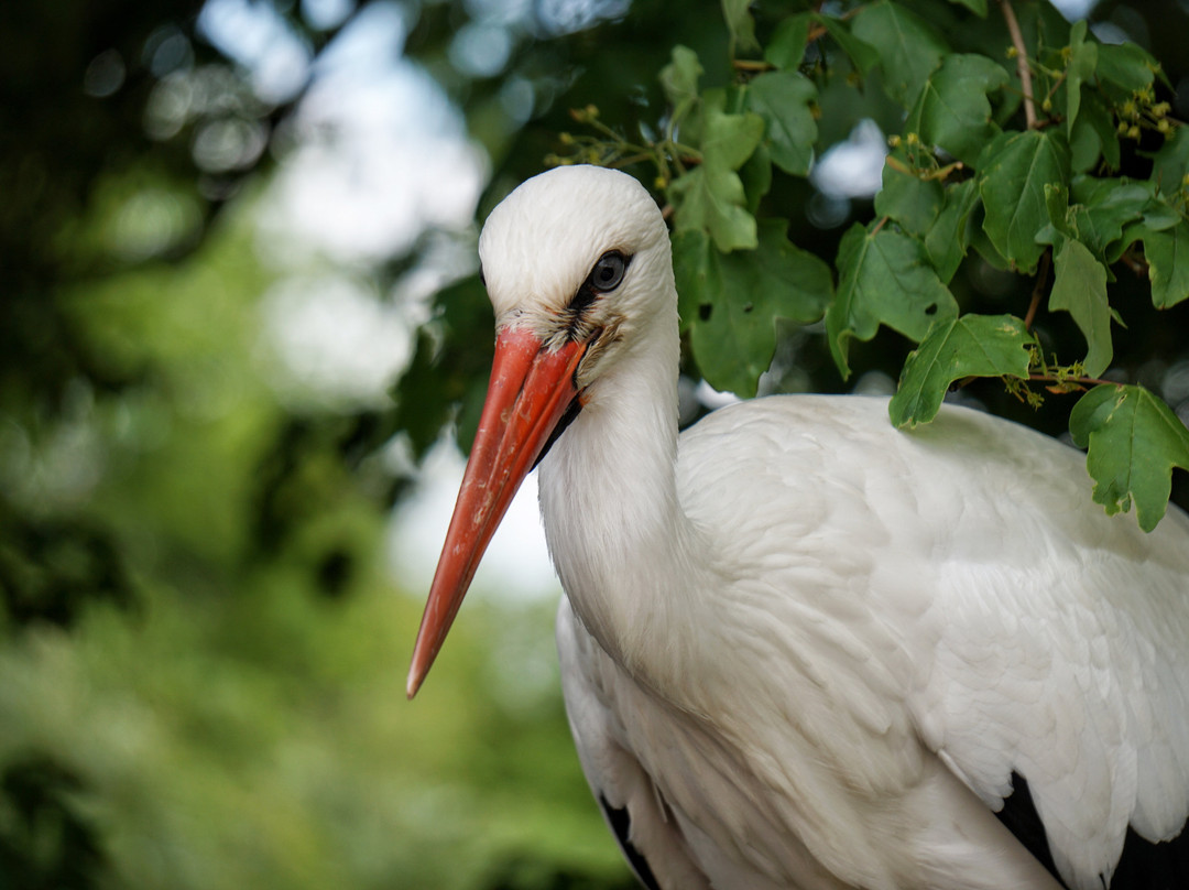 Wild Zoological Park-Bobbington必去景点