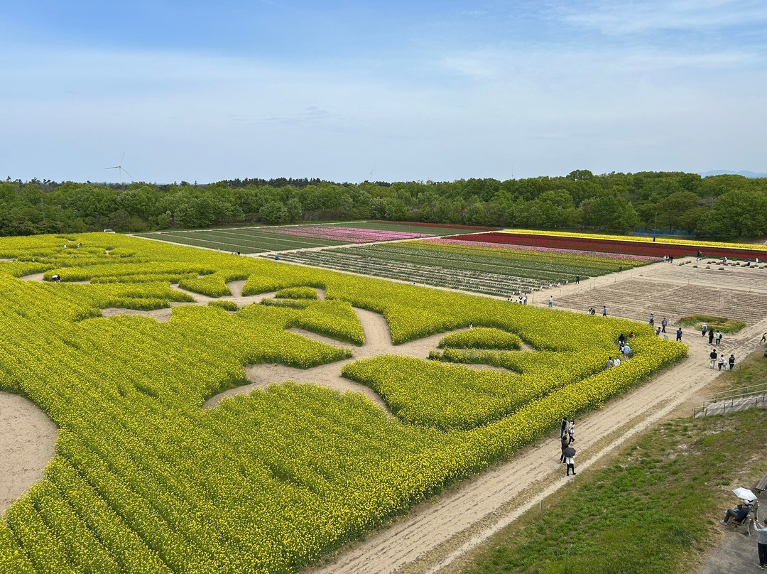 Tainai Flower Park-胎内市必去景点
