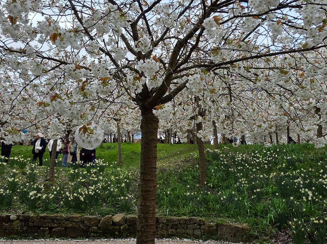 The Alnwick Garden-阿尼克必去景点