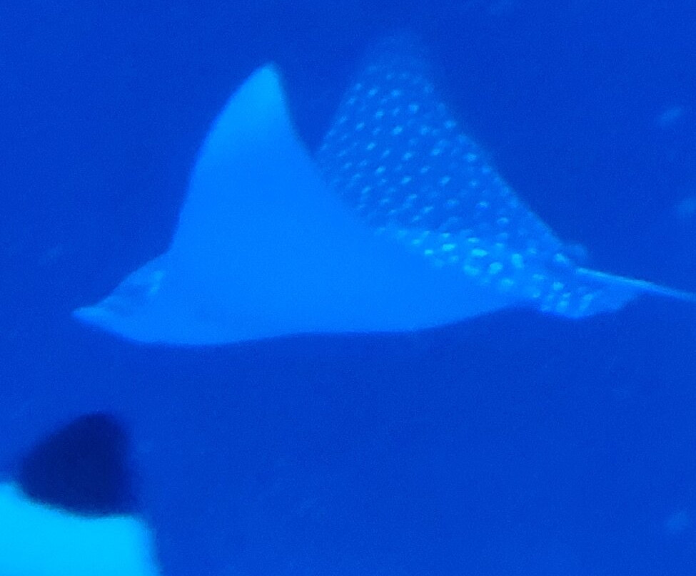 AquaRio-里约热内卢必去景点