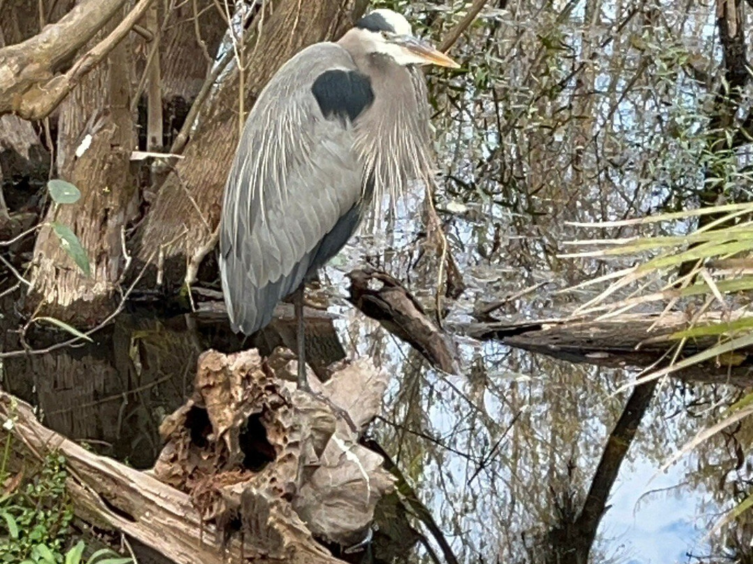 Six Mile Cypress Slough Preserve-迈尔斯堡必去景点